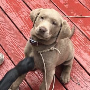 Meet your Posher, Scott